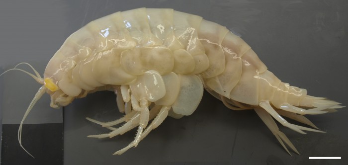 Alicella gigantea – giant amphipod