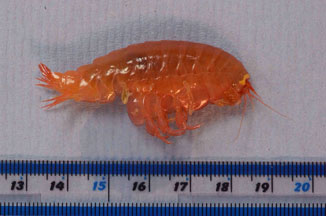 A lovely amphipod