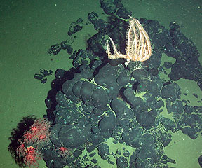 Brisingid star on mounds