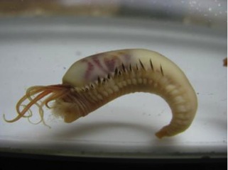 Giant bristle worm from Andvord Bay, Antarctica (credit: Craig Smith, University of Hawai’i at Mānoa)