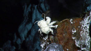 Hairy chested Hoff crab