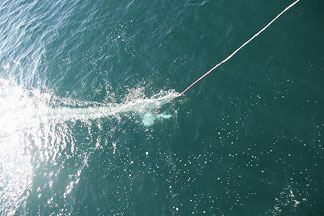 The “fish” being towed alongside the ship