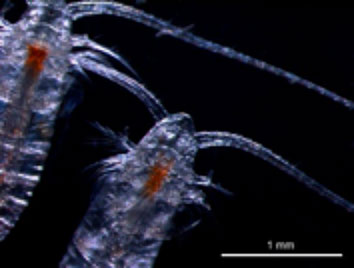 Marine copepods (photo courtesy of Daniel Mayor)