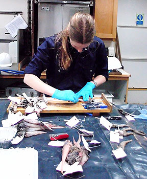 Zan measuring fish from the first trawl