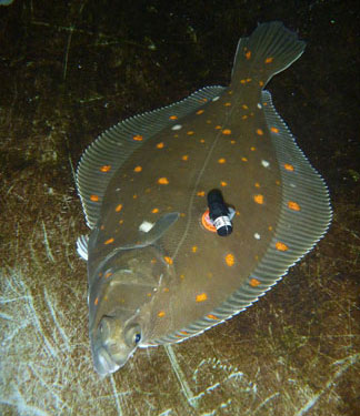 A tagged plaice