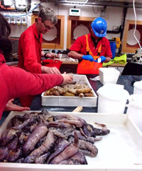 Sea cucumber sorting