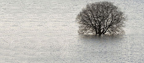 Drowned tree