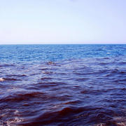 A bloom of dinoflagellates (plankton) so dense that the sea turned red