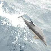 One of the dolphins alongside the ship, from Jeremy’s camera