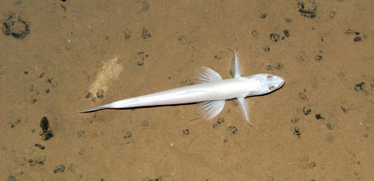 A deep-sea lizardfish Bathysaurus mollis on a seabed strewn with polymetallic nodules in the Clarion Clipperton Zone.