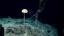 The E.T. Sponge, Advhena magnifica. Image courtesy of the NOAA Office of Ocean Exploration and Research, 2016 Deepwater Exploration of the Marianas