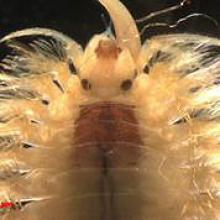 Polychaete worm