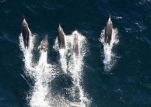 Dolphins accompanying the James Cook on her way back to Falmouth (courtesy of Leighton Rolley)