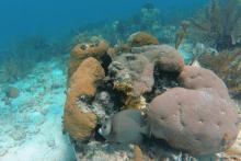 Coral Reef Belize