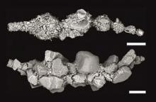 Shells of the same Reophax species from the Porcupine Abyssal Plain, NE Atlantic (4850 m water depth)