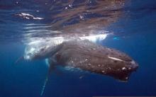 Humpback whales