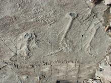 Ediacaran Biota fossils
