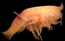 The Paracallisoma alberti species of amphipod