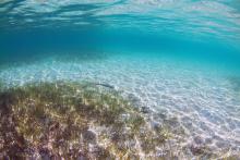 Seagrass beds