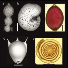 Foraminiferal species from the Porcupine Abyssal Plain, NE Atlantic (4850 m water depth). 