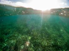 Seagrass meadow