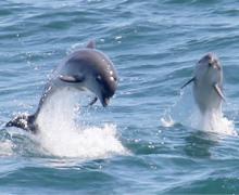 Bottlenose Dolphins