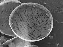 An inner valve view of Actinocyclus ssp., sampled using a closing net between 25–35 m depth