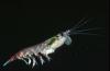 Antarctic krill (Euphausia superba) (courtesy of BAS)