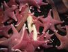 Seastars and giant ribbon worms at McMurdo Sound, Antarctica, 32 metre depth (photo by R. B. Aronson)