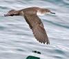 Balearic Shearwater