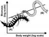 Seabed community biomass seems to increase continuously with individual body weight