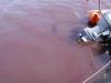 A red tide in Empress Dock, Southampton