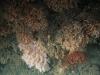 Cold water corals in the Bay of Biscay