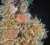 Pillar supporting stalked barnacles and anemones