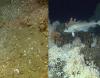 Cold water coral reefs in Norway (courtesy of Institute of Marine Research, Norway)