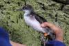 A ‘Menorcan’ Shearwater at La Mola, Menorca (photo: Russell Wynn)