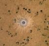 Sea anemone in an abyssal area with polymetallic nodules in the Clarion Clipperton Zone, in the Pacific, at over 4000 m depth