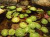 Sea anemones