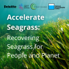 A new programme announced today by Climate Impact Partners and Deloitte, in collaboration with Project Seagrass, will channel critical funding to