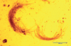 Phytoplankton ‘tufts’ from the summer POC flux pulse at Northern Oligotrophic Gyre observatory