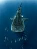 Whale shark