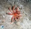 Brisingid seastar