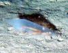 A translucent sea cucumber (Peniagone sp.)