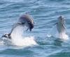 Bottlenose Dolphins