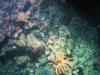 Clams on a steep wall of layered sedimentary rocks taken by the ROV Holland 1 (© Marine Institute)